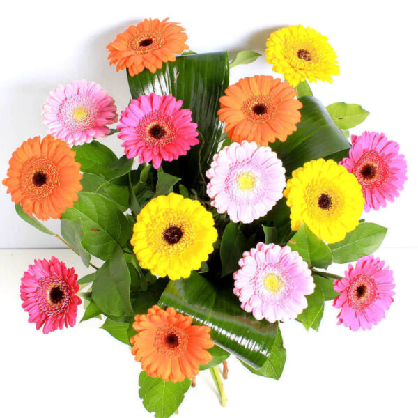 Vibrant Germinis - Image 4